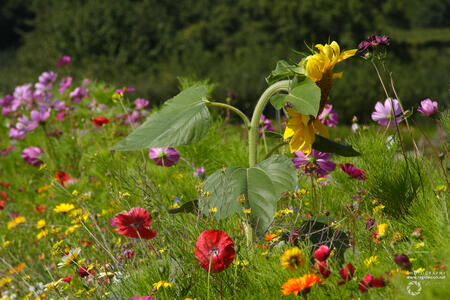 Spende für Böschungspflege