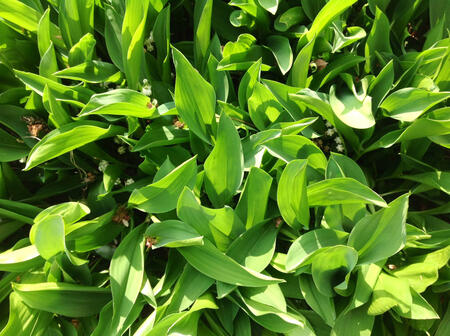 Grundschule Bremburg : Medizinbälle